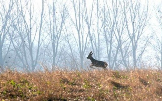 Chasse en Battue - Nord (59)