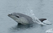 Dolphin and Whale Watching in Ireland (Family Ticket)