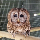 Owl Experience Day