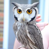 Owl Experience Day