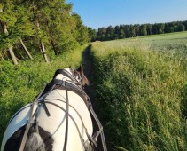 Horse drawn carriage ride with Prosecco and strawberries