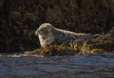 Guided Seal Safari by Boat