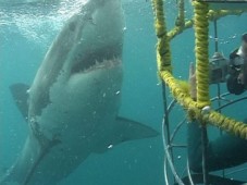 Face to Face With Sharks for Two