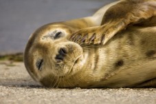 Guided Seal Safari by Boat