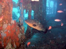 Snorkeling - Escursione in Mare