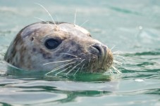 Guided Seal Safari by Boat