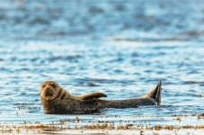 Dublin: Howth Coastal Boat Tour