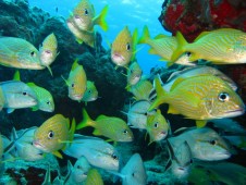 Snorkeling - Escursione in Mare