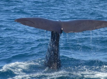 Whale and Dolphin watching